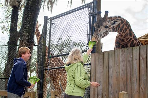 Central florida zoo sanford - By visiting Central Florida Zoo & Botanical Gardens or participating in one of its programs, you are voluntarily assuming all risks related to exposure to COVID-19. Rentals and Sensory Bags: Wagon rentals will be available on a first come, first served basis. ... Central Florida Zoo & Botanical Gardens 3755 W. Seminole Blvd. Sanford, FL 32771. 407.323.4450 ...
